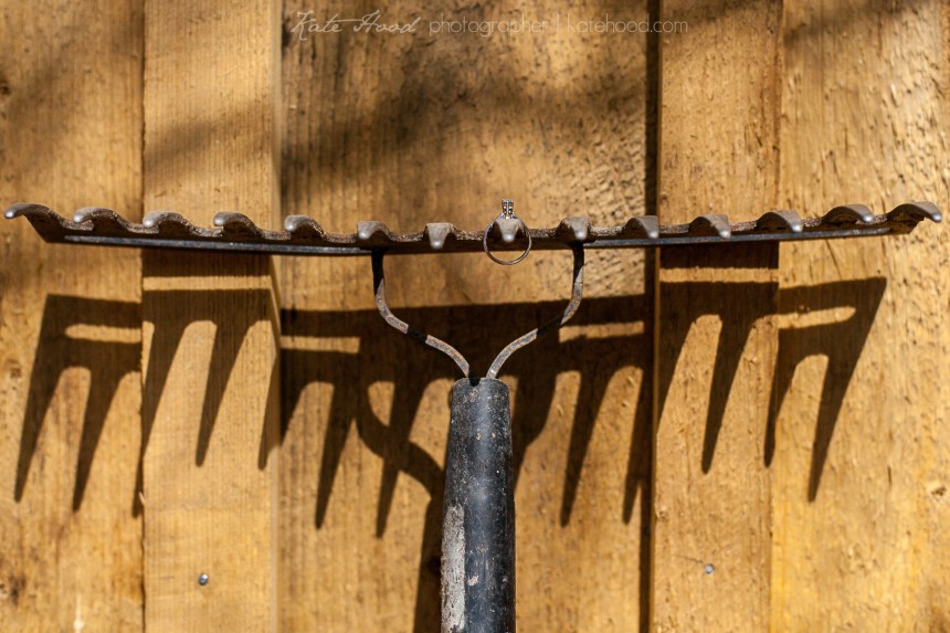 toni_forest_engagement_session_ottawa_photographers