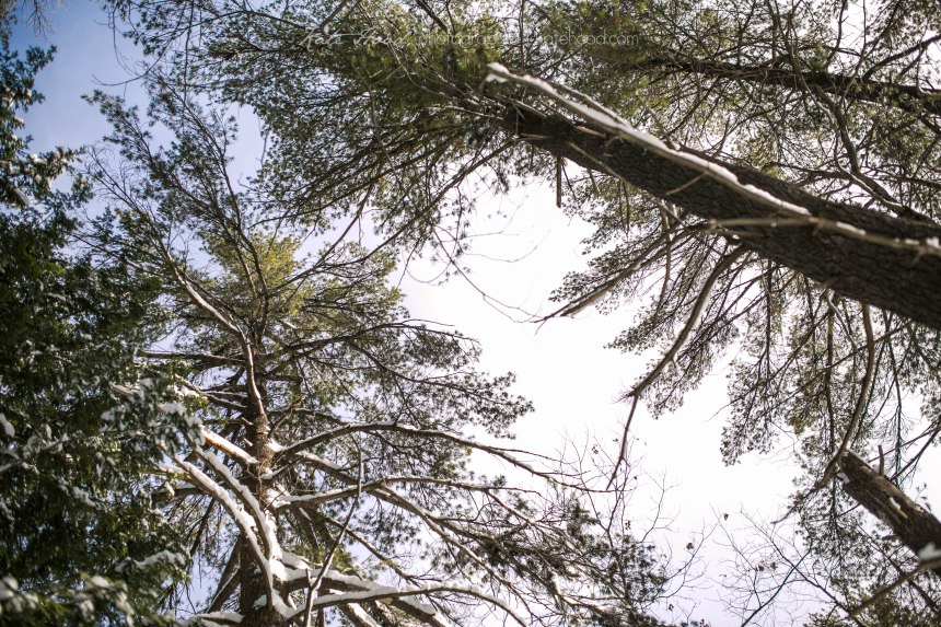 Romantic Winter Forest Weddings in OntarioRomantic Winter Forest Weddings in Ontario