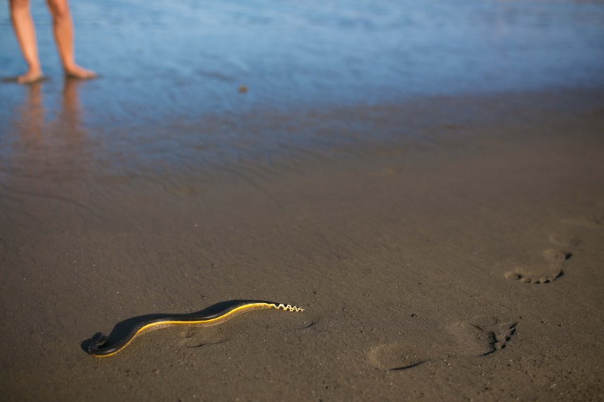 Potrero Beach Photographer