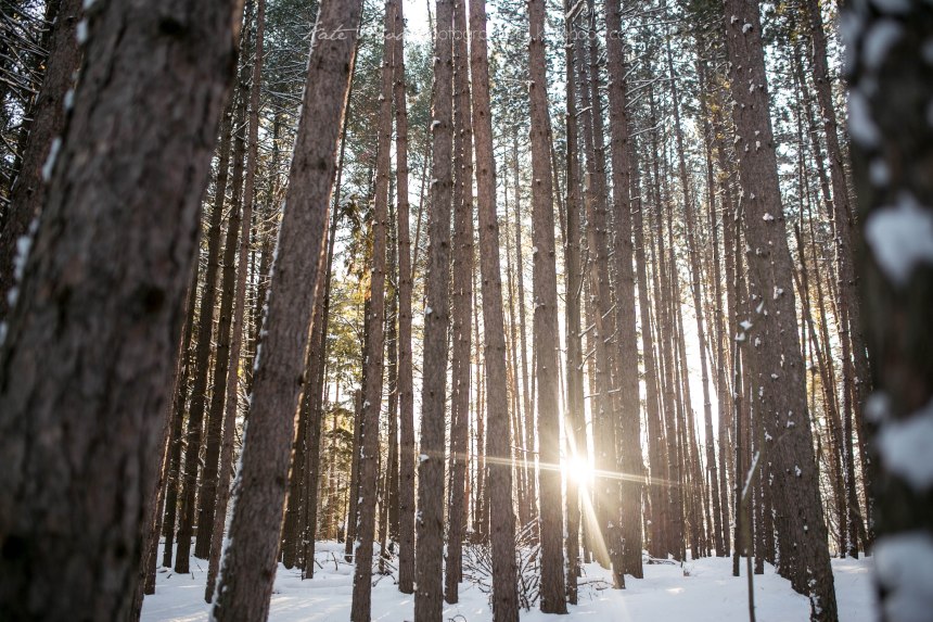 Winter Forest Engagement Session Muskoka