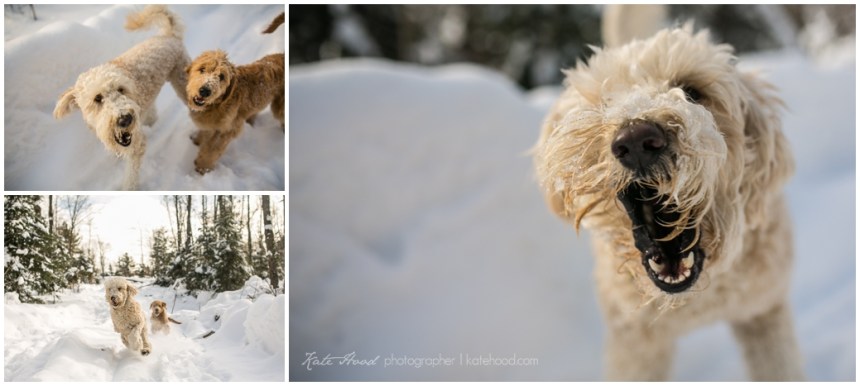 ©KateHood.ca_Sudbury_Photographer_ Muskokak_2013-12.jpg